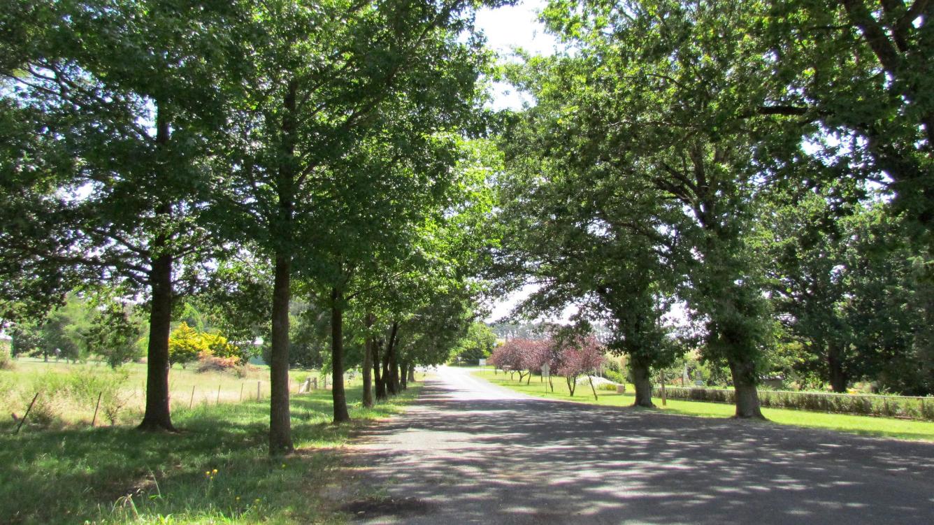 Photo of a tree-lined street in Neville.